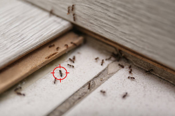 Trusted Wyomissing, PA Pest Control Experts