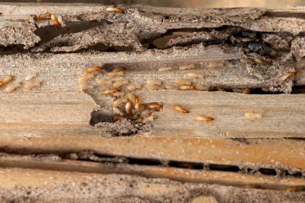 Best Pest Control Near Me  in Wyomissing, PA