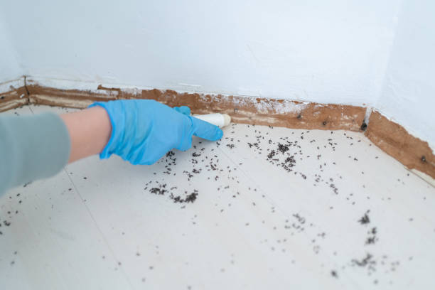 Best Wasp Removal Services  in Wyomissing, PA